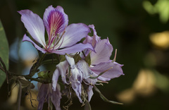 Bauhinia variegata