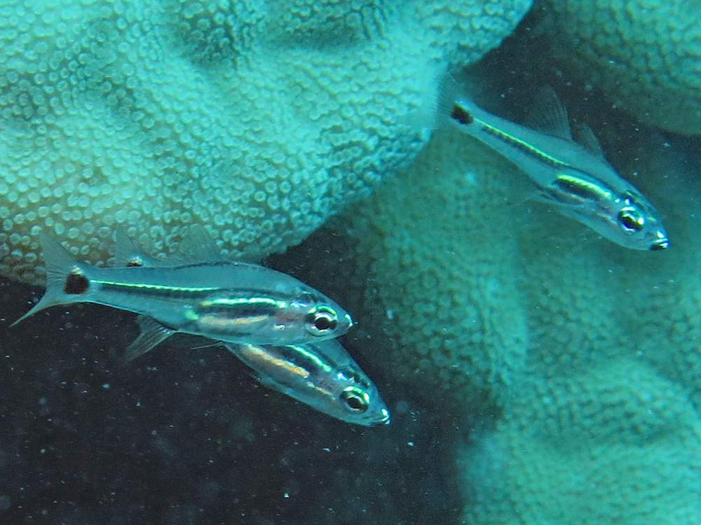 Larval Cardinalfish
