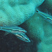 Mini Cardinalfish - Photo (c) Anne Hoggett, some rights reserved (CC BY-NC), uploaded by Anne Hoggett
