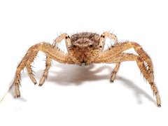Xysticus
