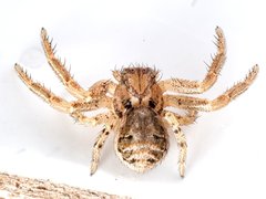 Xysticus