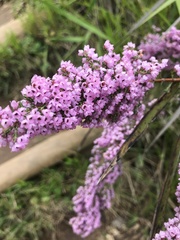 Ericeae