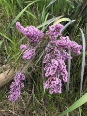 Ericeae