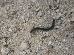 Scolopendra laeta
