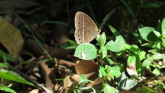 Mycalesis janardana