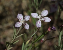 Clarkia similis