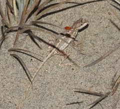 Sitana ponticeriana