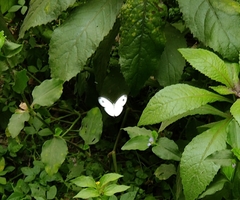 Leptosia nina