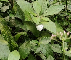 Leptosia nina