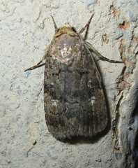 Athetis leuconephra