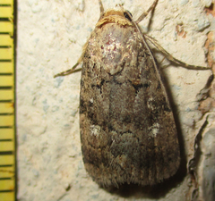 Athetis leuconephra