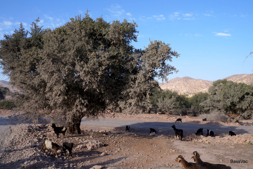 Argan tree