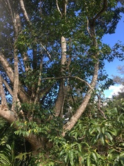 Melicope elleryana