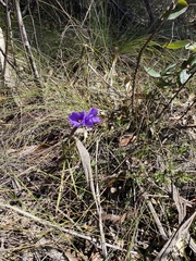 Boronia microphylla