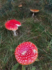 Amanita muscaria