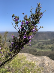 Prostanthera rugosa