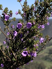 Prostanthera rugosa