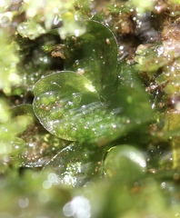 Oedipodium griffithianum