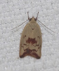Ageletha elaeodes