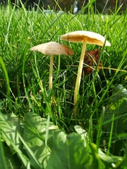 Bolbitius titubans