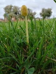 Bolbitius titubans