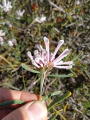 Petrophile linearis