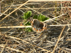 Junonia orithya