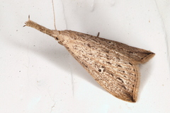 Trigonistis demonias