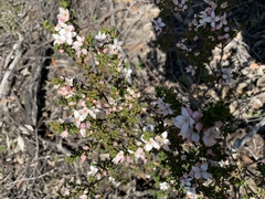 Cyanothamnus anemonifolius