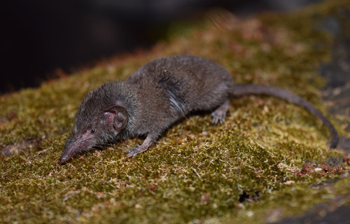 Horsfield's Shrew (Crocidura horsfieldii) — Data Deficient Mammalia