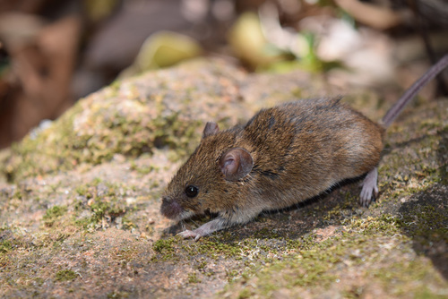 Little Indian Field Mouse