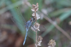 Orthetrum abbotti