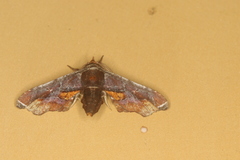 Eutelia chrysotermina