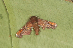 Eutelia chrysotermina