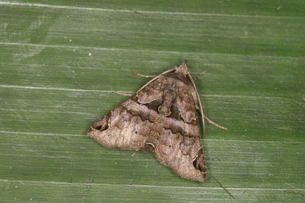 Thyriodes dissimilis