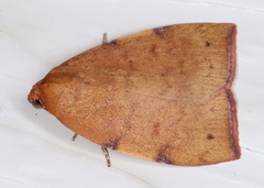 Detounda leptoplasta