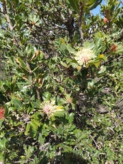 Banksia ilicifolia