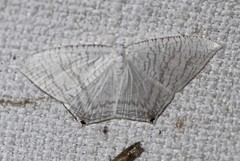 Acropteris nanula