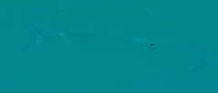 Hyporhamphus