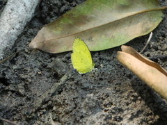 Eurema blanda