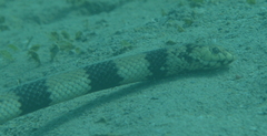 Hydrophis coggeri