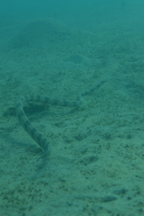 Hydrophis coggeri