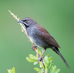 Five-Striped Sparrow photo 4