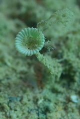 Polyphysaceae