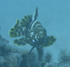 Epinephelus maculatus