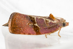 Evora hemidesma