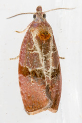 Evora hemidesma
