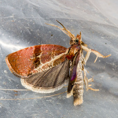 Evora hemidesma