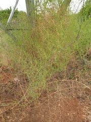 Asparagus cooperi