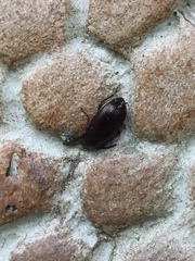 Tenebrionidae